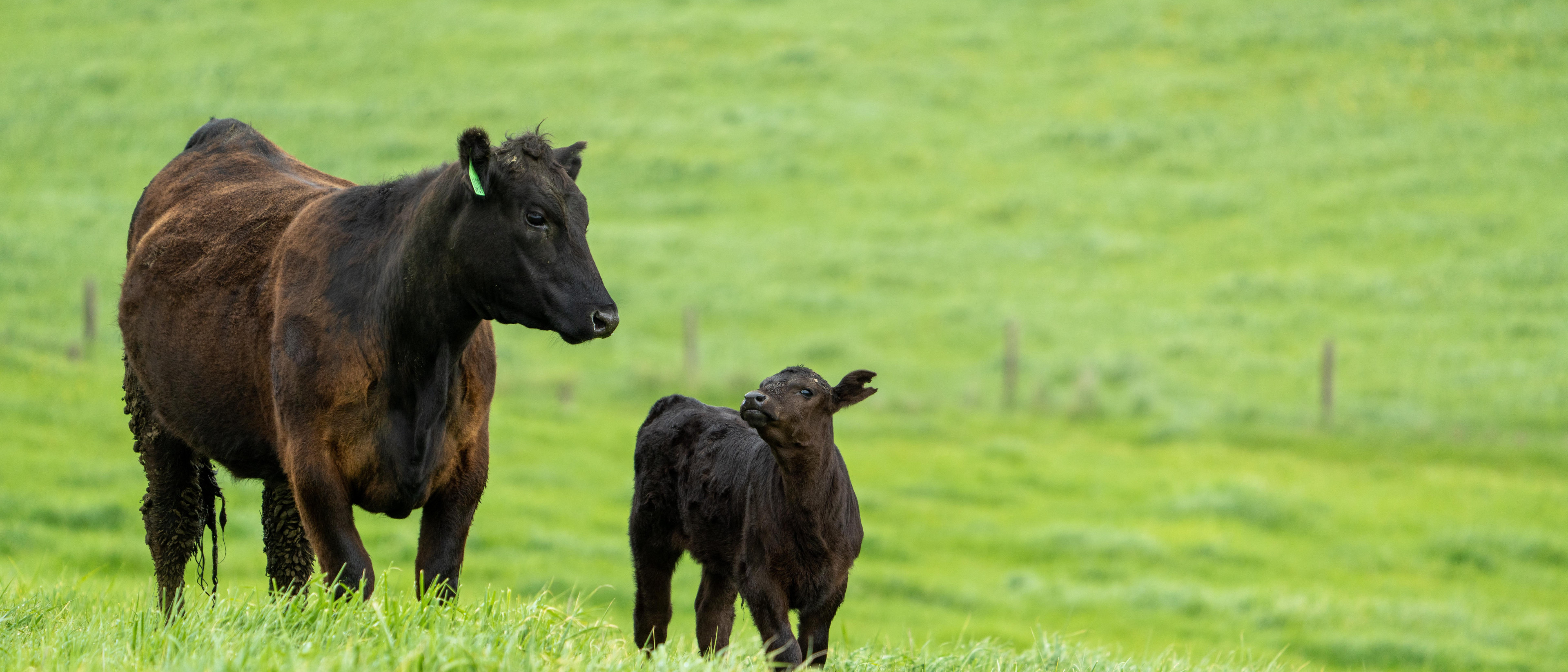 Wagyū Rind mit Kalb auf saftig grüner Wiese