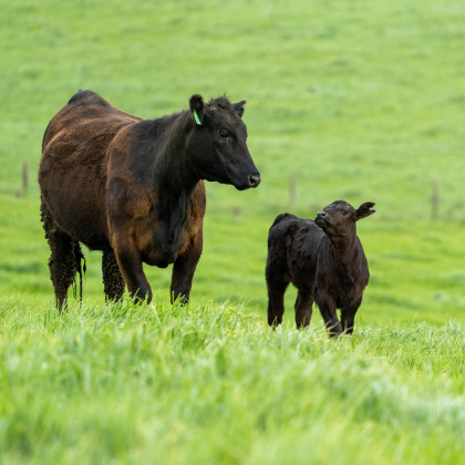 Wagyū Rind mit Kalb auf saftig grüner Wiese