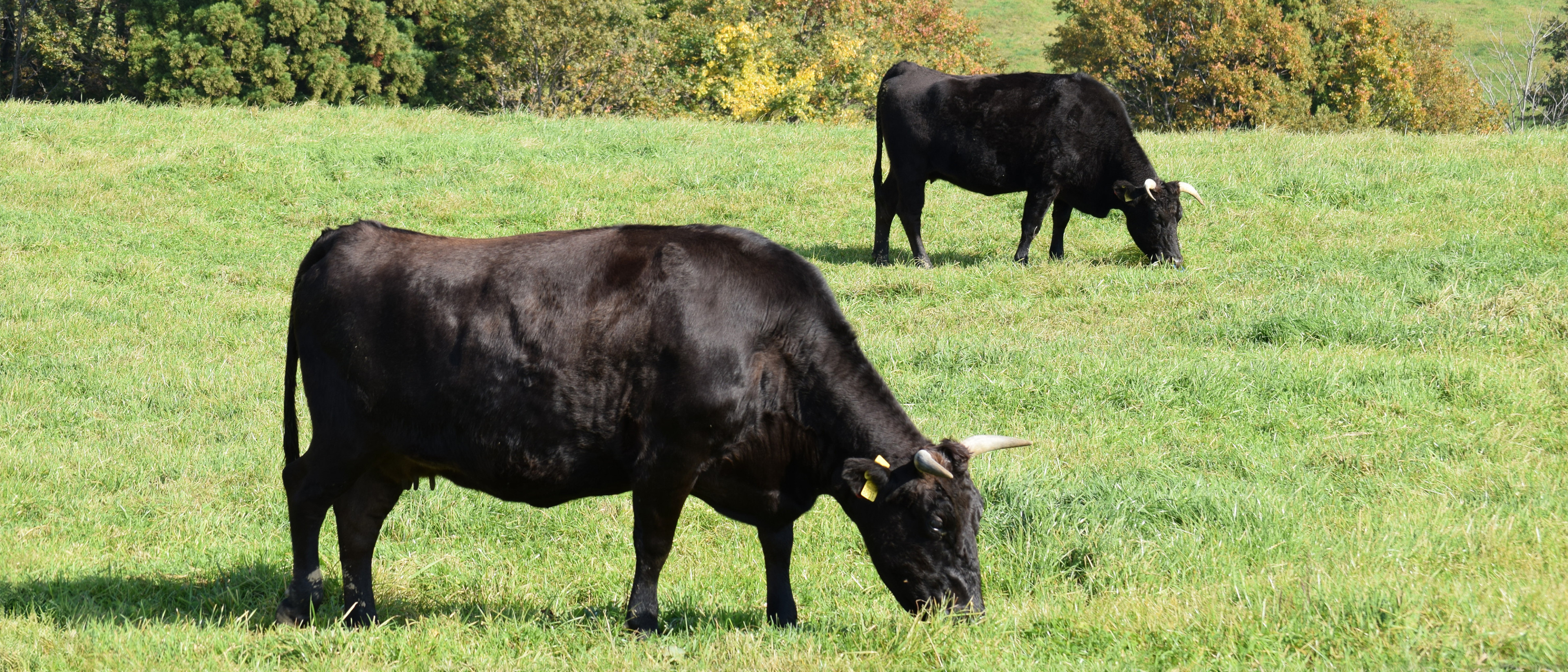 Wagyū Rinder weiden auf der Alpenwiese
