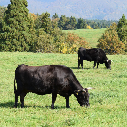 Wagyū Rinder weiden auf der Alpenwiese